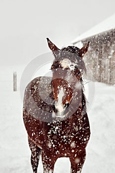 Vertical shot of a brown horse covered by snow during a heavy blizzard