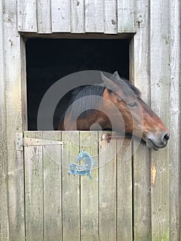 Vertical shot of brown horse's head looking out of the stall