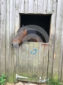 Vertical shot of brown horse's head looking out of the stall