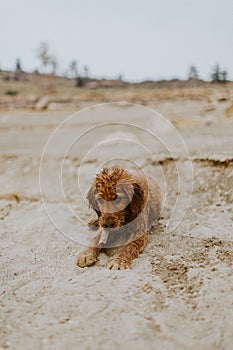 Vertical shot of a brown Labradoodle breed dog sitting in a sandy beach with a stick in its mouth