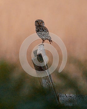 Vertical shot of a brown little owl bird perched on a wooden bench