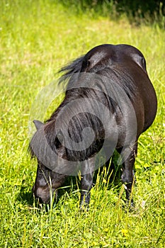 Vertical shot of a brown pony grazing on a green meadow