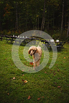 Vertical shot of a brown Poodle in a green field against black tables and chairs photo