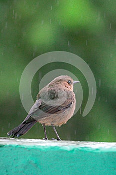 Vertical shot of the Brown rock chat (Oenanthe fusca) on the rainy blurred background