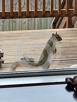 Vertical shot of a brown squirrel standing at the glass door in front of a wooden fence