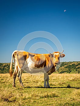 Vertical shot of a brown and white cow standing on green grass in a pasture looking at the camera