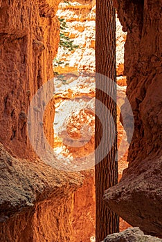 Vertical shot of Bryce Canyon National Park in Utah, USA