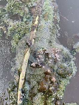 Vertical shot of bubbles on swamp water surface
