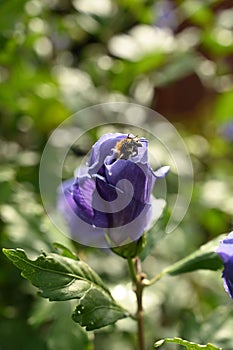 Vertical shot of a bumblebee in a purple flower in a field with a blurry background