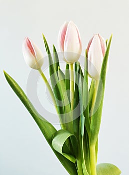 Vertical shot of a bunch of tulips isolated on a white background