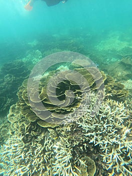 Vertical shot of cabbage corals (Sinularia dura) under the sea at Fitzroy island in north Queensland