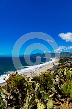 Vertical shot of the cacti growing along the shoreline. Point Dume, Malibu, California, USA.
