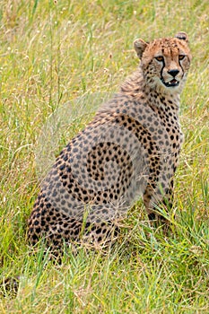 Vertical shot of a calm Cheetah sitting on meadow in Massai Mara in Kenya