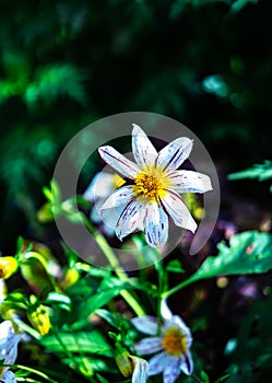 Vertical shot of camomile flowers in a fiel