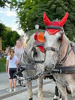 Vertical shot of carriage horses