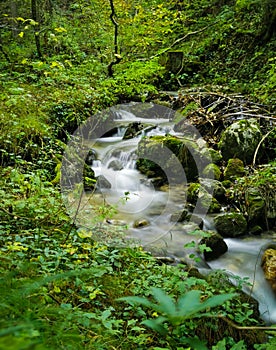 Vertical shot of a cascading waterfall stream in a green forest