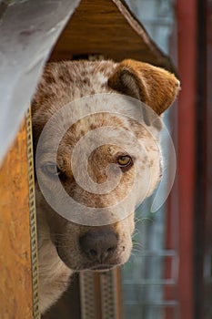 Vertical shot of a Catahoula Leopard Dog looking at the camera