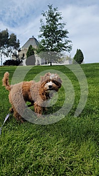 Vertical shot of a Cavapoo dog in a green field during the day