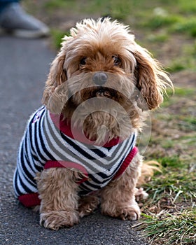 Vertical shot of a Cavapoo sitting in a park during the day