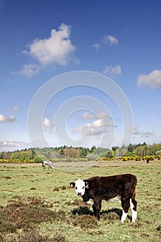 Vertical shot of a caw in the open field with horses in the background in a summer day