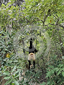 Vertical shot of a Cebus monkey hanging from a tree in a forest