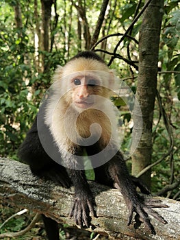 Vertical shot of a Cebus monkey resting on the tree