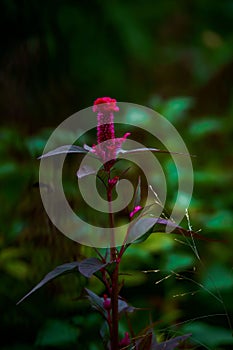 Vertical shot of a Celosia flower in a garden