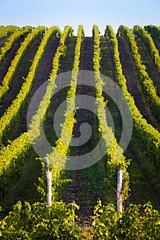 Vertical shot of central european