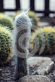 Vertical shot of Cephalocereus senilis in a garden with golden barrel cactus in the background photo