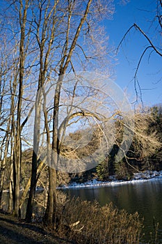 Vertical shot of the Chemung River surrounded by leafless trees photo