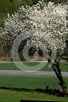 Vertical shot of a cherry blossom tree in the green field