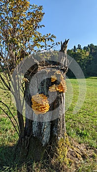 Vertical shot of Chicken of the woods mushrooms growing on a tree trunk