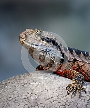 Vertical shot of the Chinese water dragon (Physignathus cocincinus)