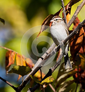 Vertical shot of a chirping sparrow resting on a tree in sunlight