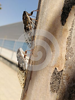 Vertical shot of cicadas on a tree trunk