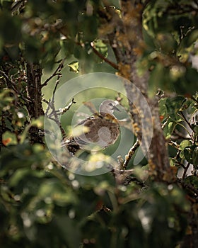 Vertical shot of a cinnamon dove on the branch of a tree