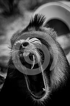 Vertical shot of a close up of a baboon monkey with its mouth open