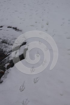 Vertical shot of a close up of a penguin's footprints in the snow,