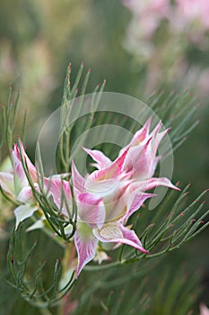 Vertical shot of the closeup of a blooming pink flower of Blushing bride, Serruria Florida.