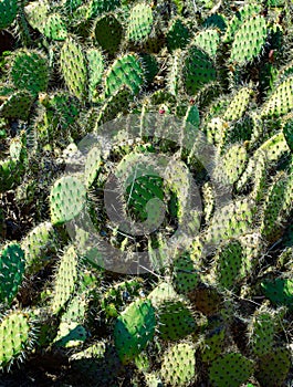 Vertical shot of coastal prickly pear, Opuntia littoralis. California, USA.