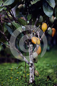 Vertical shot of a Cocoa tree in a garden, Grecia, Costa Rica photo