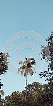 Vertical shot of a coconut tree against a blue sky