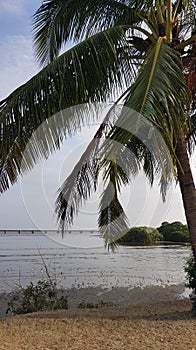 Vertical shot of a coconut tree on the seashore with flocks of birds in the sealine