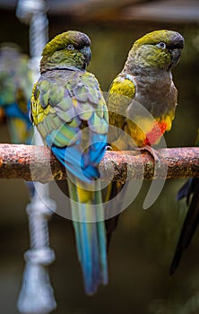 Vertical shot of the coloful parrots (psittacines) perched on a branch with a blurry background