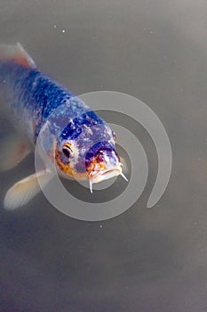 Vertical shot of a colorful fish in a water pond in a Japanese Garden