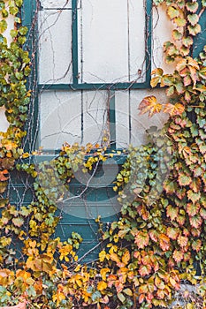 Vertical shot of colorful ivies on a wall in autumn