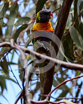 Vertical shot of colorful loriini parrot seen from between leaves and branches of a tree