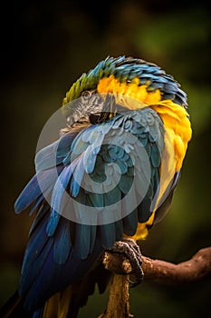 Vertical shot of the colorful macaw parrot (Ara Macao) perched on a branch with a blurry background
