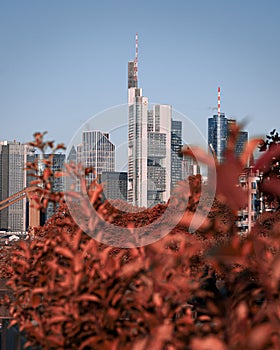 Vertical shot of the Commerzbank Tower and red plants in the foreground in Frankfurt, Germany