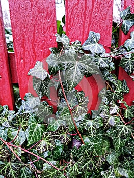 Vertical shot of common climbing ivy vines on the red fence background